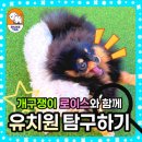 쉐이크테일 강아지 애견 유치원 호텔 미용 이미지