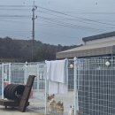 빅독 | 가나디 천국 유기견 보호소 빅독포레스트 봉사 후기