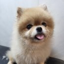 주견야DOG 이미지