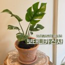 [10/25]가드닝 클래스 | 압구정꽃집 보태니카 신사 가드닝클래스 플랜테리어 추천