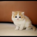 아담스펫 강아지분양 고양이분양 강남점 이미지