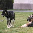 퍼스트독 이미지