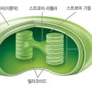 유력오일