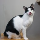 우다닥고양이호텔 이미지