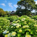 온평보건진료소 | 제주 동쪽 가볼 만한 곳, 수국 명소 혼인지(婚姻址)