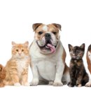 깐쵸네 애견서비스 이미지