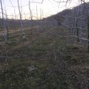 볼빨간 농원 이미지