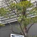 가든스테이지 | 엔콘 일본 오사카 도쿄 후기 | 오사카 제프 남바 스탠딩 시야 | 도쿄 타치카와 스테이지 가든 3층 시야