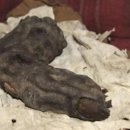 (주)신화스틸 | 요괴사전 21, 사라진 거인들 그리고 피라미드에 남은 흔적