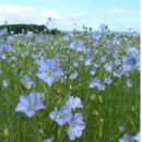 아마(flax) 씨앗 나눔합니다. 이미지