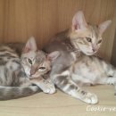 호텔 오레 이미지