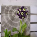 바위 솔 이미지