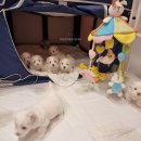 어썸테일즈 이미지