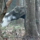 'Smoking' elephant in India baffles experts 이미지