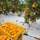 다미농장 이미지