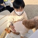 치우와겁쟁이들 | 대전근교 애견카페 "푸르댕댕" 방문 후기 ㅣ 청주 마당넓은 대형애견카페 추천 (케어키즈존)