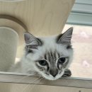 용인24시 아이온동물메디컬센터 | 김량장동 24시 동물병원 아이온동물메디컬센터