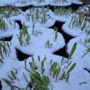 춘화농장 이미지