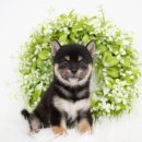 천안 강아지분양 도로시펫 이미지