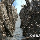 원금농장 이미지