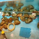 금강민물장어 이미지