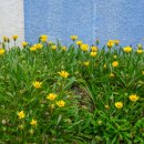 더럭초등학교 이미지