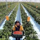 양영석농장 이미지