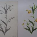 꽃그림 색연필화 이미지