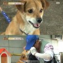 동물농장 이미지