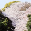 제주시에서 벚꽃 보러 가기 좋은 곳 신산공원 튤립도 있음 이미지