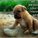 땡칠이네 이미지