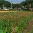 연화농장 이미지