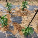 남악농장 이미지