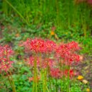 선운산도립공원(선운사 주차장 앞) 이미지