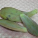 오팔농장 이미지