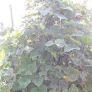 김선자 농장 이미지