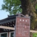 문척경로당 | 20260504섬진강 주변 정자나무