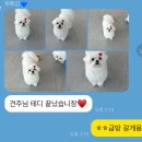 뽀삐 애견샵 이미지