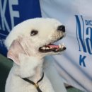 크린챔프 이미지