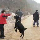 염소야놀자 이미지