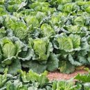 잘커농장 이미지