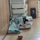 GS25 조치원 침산점 | 캬 이번에도 참 잘먹었다