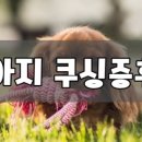 강아지내담