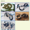 우리나라 뱀의 종류 이미지