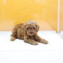 도그블랑 이미지