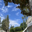 예스 애니멀 | (250923) 미국 LA 여행 DAY15. 선셋대로 쇼핑/인텔리젠시아 커피/인앤아웃 LAX