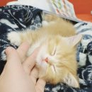 벼리서리 네이버블로그