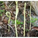 천마가스 이미지