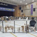 강아지를부탁해(돌봄) 네이버블로그
