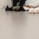 댕댕스쿨 이미지